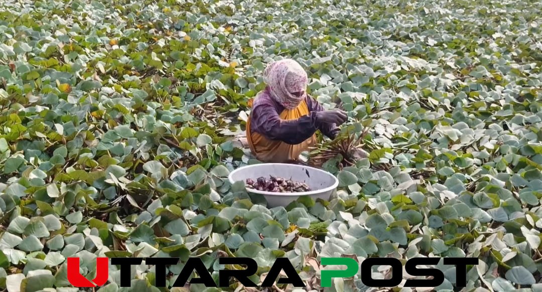 সাতক্ষীরায় জলাবদ্ধ জমিতে কোটি টাকার পানি ফল উৎপাদনের আশা